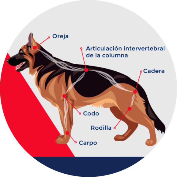 La Artrosis